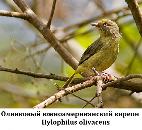 Оливковый ю.американский виреон