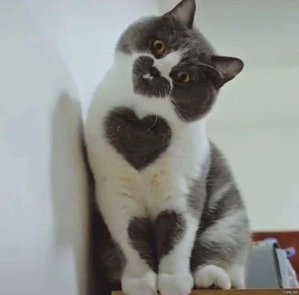 Сердечный котейка)