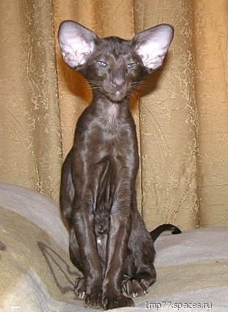 Кошечка
