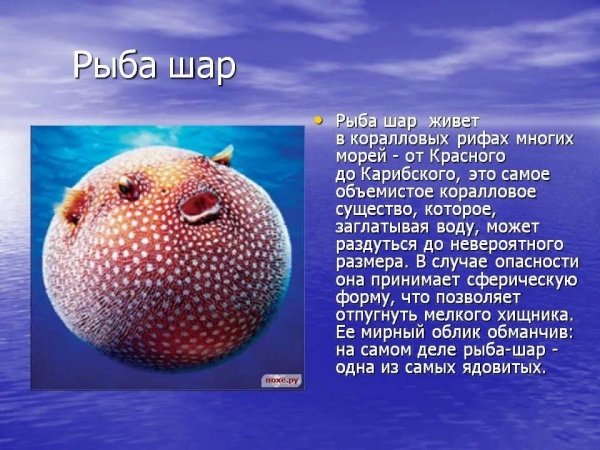 Рыба шар