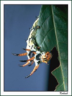 Insects 059