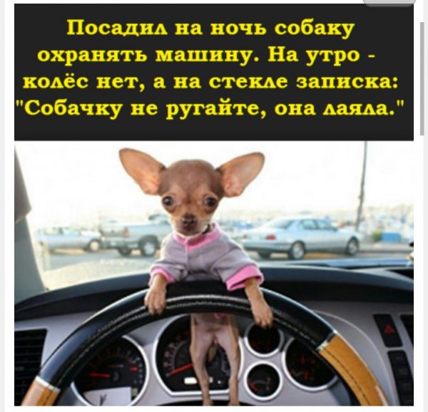 Она лаяла