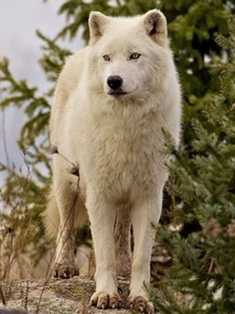 Белый волк