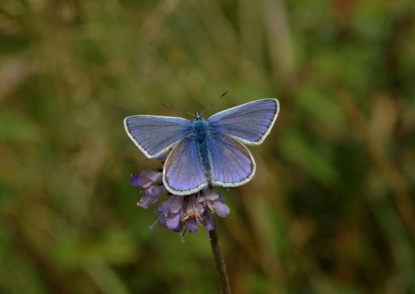 NNu7duleM7hmvFgbDRLZEFn0a48rPL6d3IFKqn3LMyVjUjaWyzCCsQCLtc7R