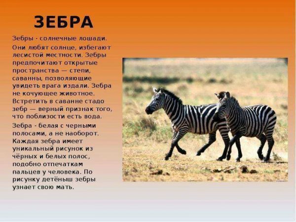 Зебра