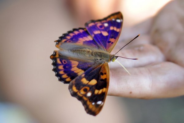 Бабочка на руке