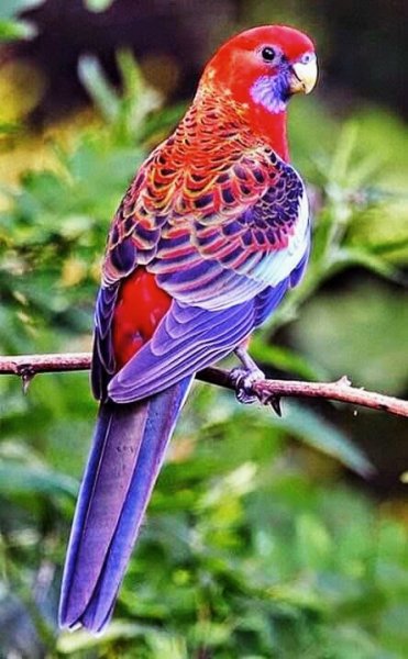 попугаи 023000