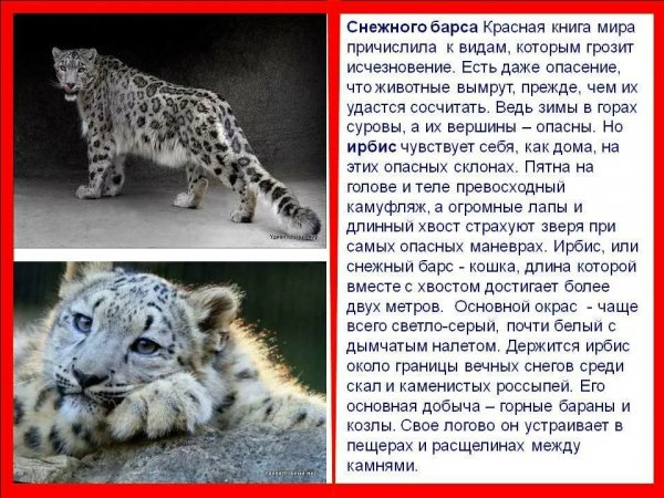 Ирбис