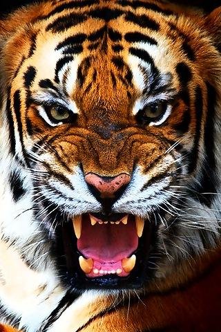 Tiger-for-the-iphone-ipod-touch