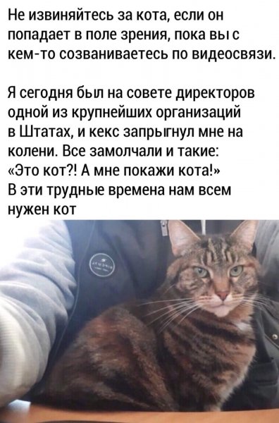 Нам всем нужен кот )