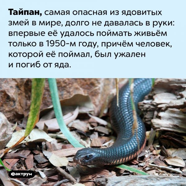 Тайпан