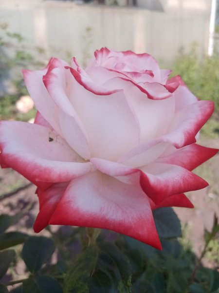 IMG 20220710 204250