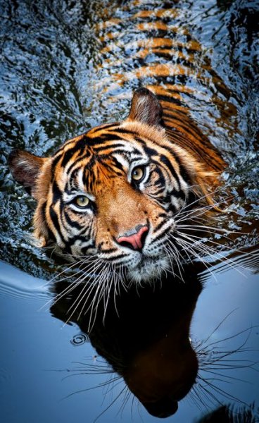 Its probably one of the most beautiful animals