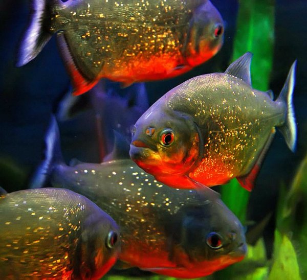 desjat-samyh-populjarnyh-jekzoticheskih-domashnih-zhivotnyh-a