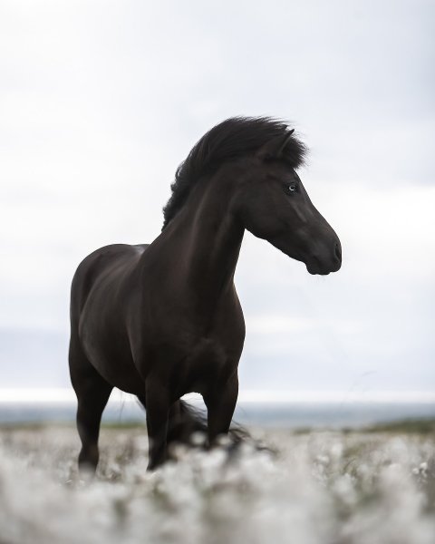 MEDIA # OF HORSE