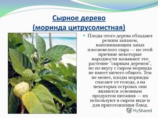 Сырное дерево