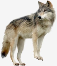 Wolf