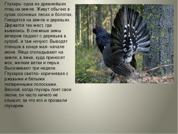 Глухарь