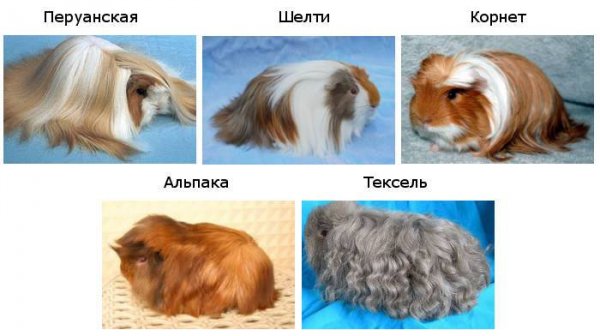 Породы морских свинок