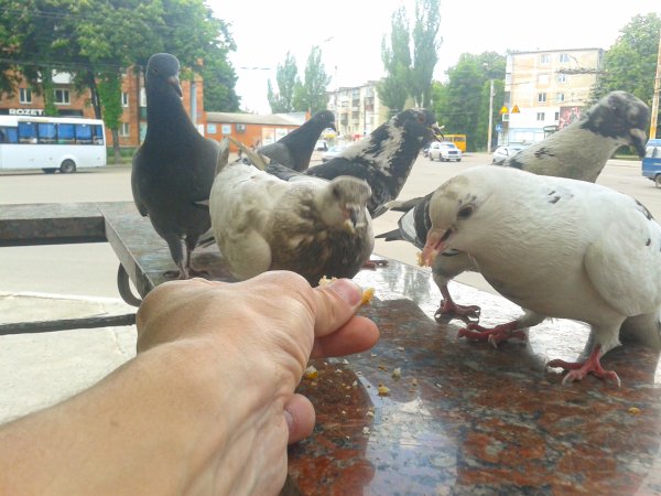 Наглые пернатые