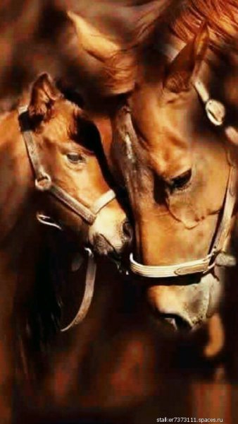 лошади 093305