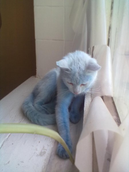 Кошка из моей работы))) завут Синька