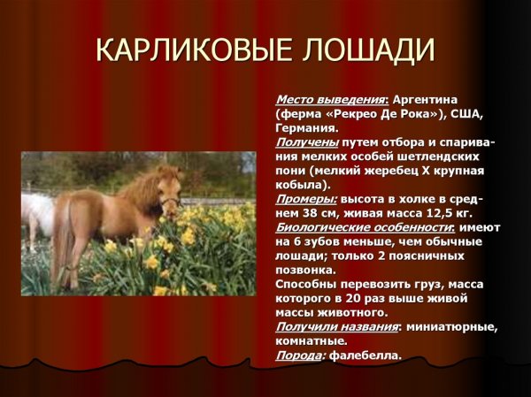 Карликовые лошади
