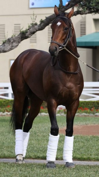 Horses