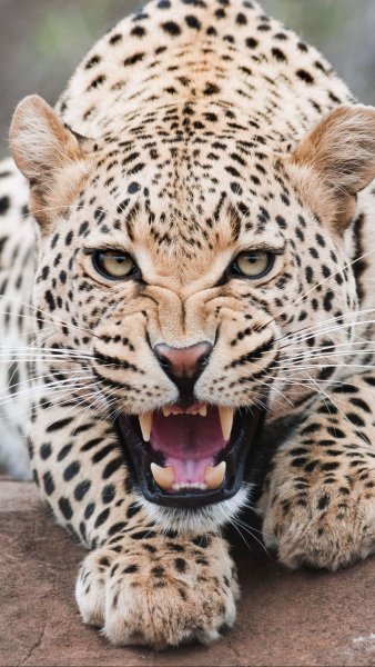 leopard oskal hishchnik 145556 1080x1920