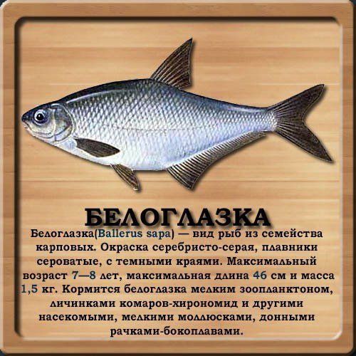 Белоглазка