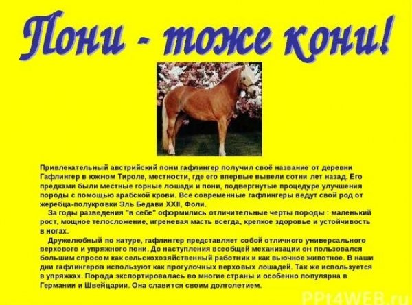 Пони - тоже кони!