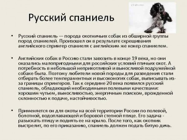 Русский спаниель