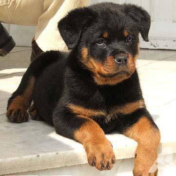 teddy-bear-rottie-puppies-americanlisted 32482267