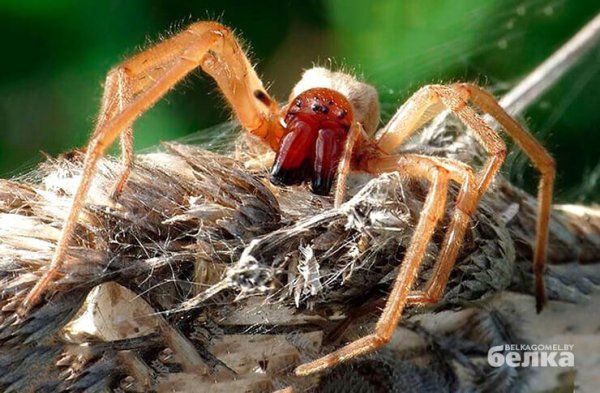 Zheltosumnyy-kolyushhiy-pauk