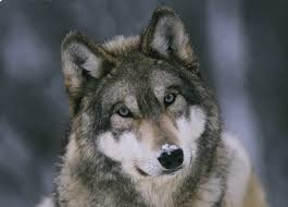images (5)