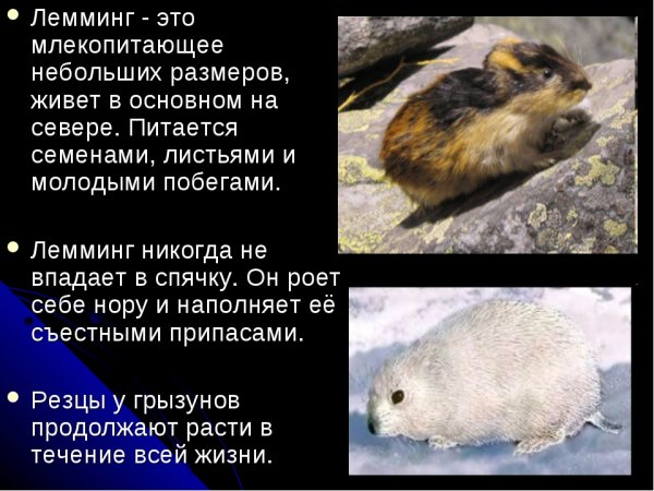 Лемминг