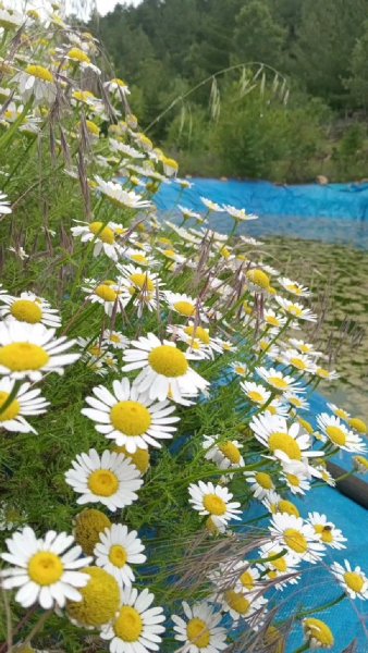 Арт Природа