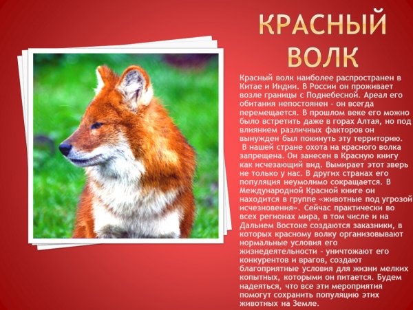 Красный волк