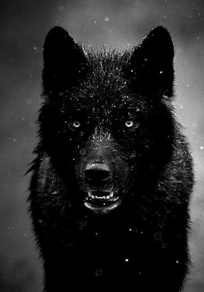 Volk