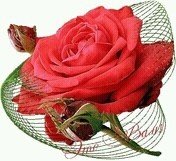 роза