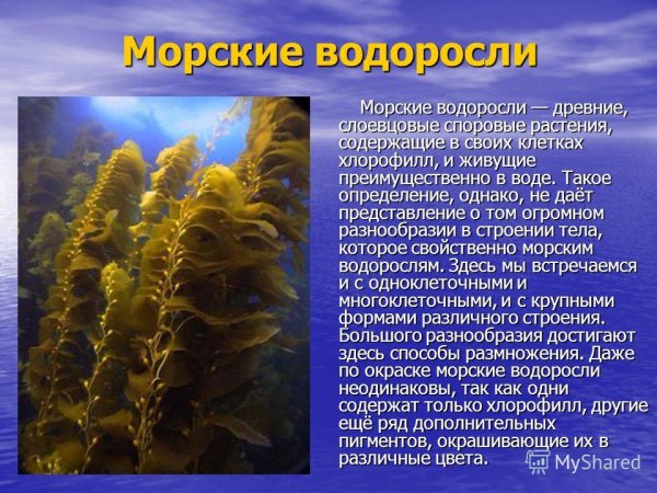 Морские водоросли