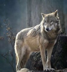 DQ2M1NTFkYzlkOS8zMDE1NzM5NTAucC4yMzYuMjM2LjAuanBn