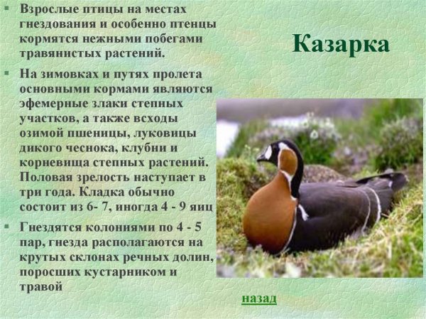 Казарка