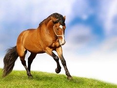 Download-Free-Dogs-Animals-Horses-Horse-Natura