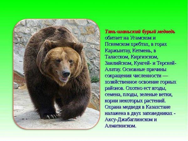 Тянь - шанский бурый медведь