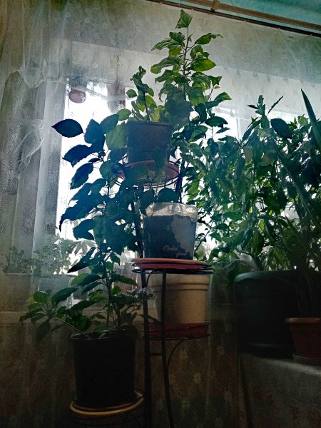 Гибискусы и педилантус