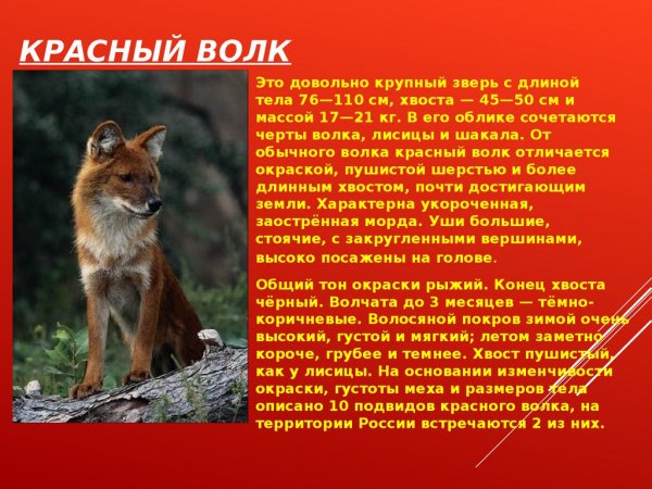 Красный волк