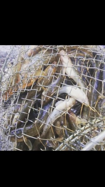 Ну і трошки бубирів!