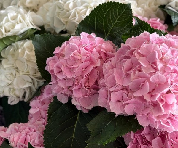 Kvity-jaki-dovgo-stojat-u-vazi