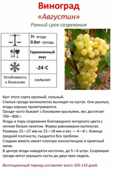 Виноград "Августин"
